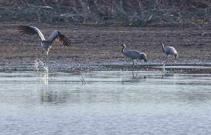 Ciudad Real - parque nacional de Las Tablas de Daimiel 08 - aves.jpg